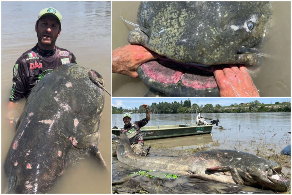 Catturato Il Mostro Del Po Pesce Siluro Di 3 Metri Preso E Liberato