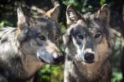 Strage di lupi nel Parco d’Abruzzo, avvelenati con polpette di grasso: è caccia alle esche