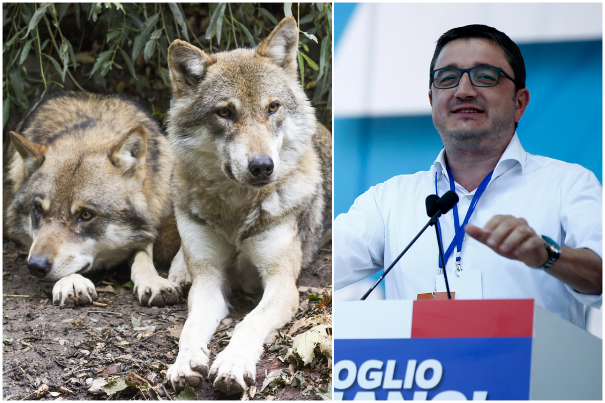 Dopo gli orsi tocca ai lupi, è polemica sull’ordine di abbattimento di Fugatti in Trentino