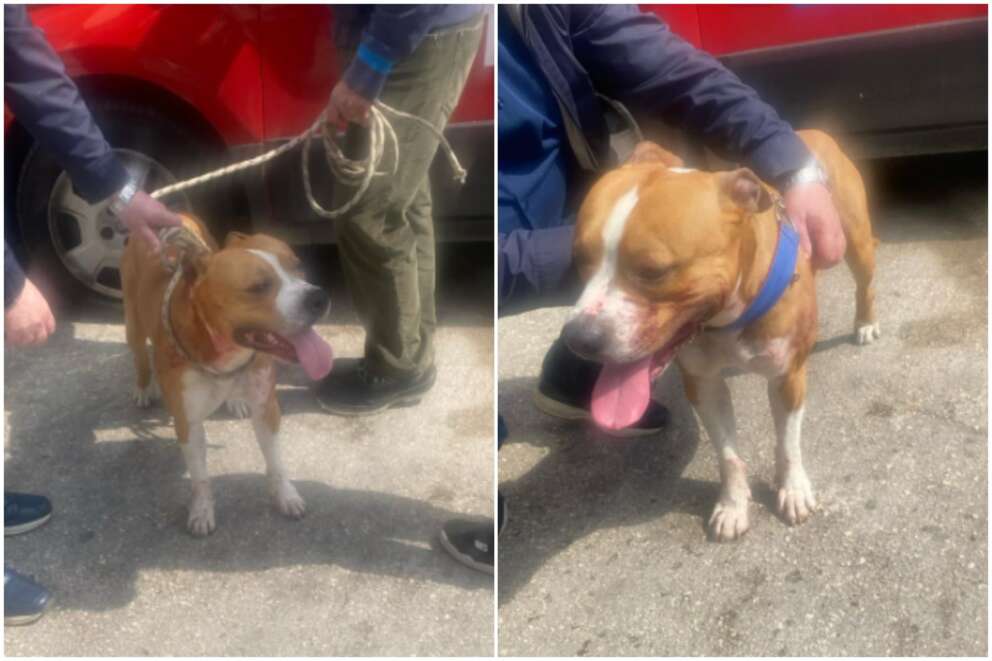 Pitbull sbrana cagnolino: paura in strada a Napoli