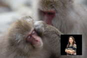 Macachi, le scimmie che possono trasmettere il virus B. Nel riquadro, la dottoressa Giovanna Fusco, Direttore del Dipartimento di Coordinamento di Sanità Animale dell’Istituto Zooprofilattico Sperimentale Del Mezzogiorno