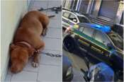 Casalnuovo, pesta il cane fuori al balcone: il video delle violenze diventa virale