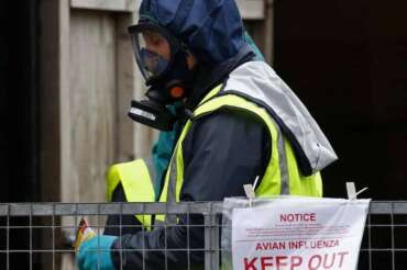 Nafferton 2014-11-18 NAFFERTON, ENGLAND – NOVEMBER 18: A UK government agency, DEFRA, veterinary surgeon brings disinfectant to the Cherry Valley duck farm where an outbreak of Bird Flu was reported near Nafferton, in East Yorkshire, England on November 18, 2014. An outbreak of the H5 Avian flu virus was reported among the Pekin ducks at the farm on Friday and all 6,000 ducks on the farm will be culled as a measure to stop the spread of the virus. Defra has confirmed a case of avian flu outbreak in a duck breeding farm in Yorkshire with very low risk to human health and no risk to the food chain. Lindsey Parnaby / Anadolu Agency Photo: Lindsey Parnaby / AA / TT / kod 10611 ***USA, U.K., CANADA AND FRANCE OUT*** ***BETALBILD*** Lapresse Only italy Epidemia di Influenza aviaria nel Regno Unito